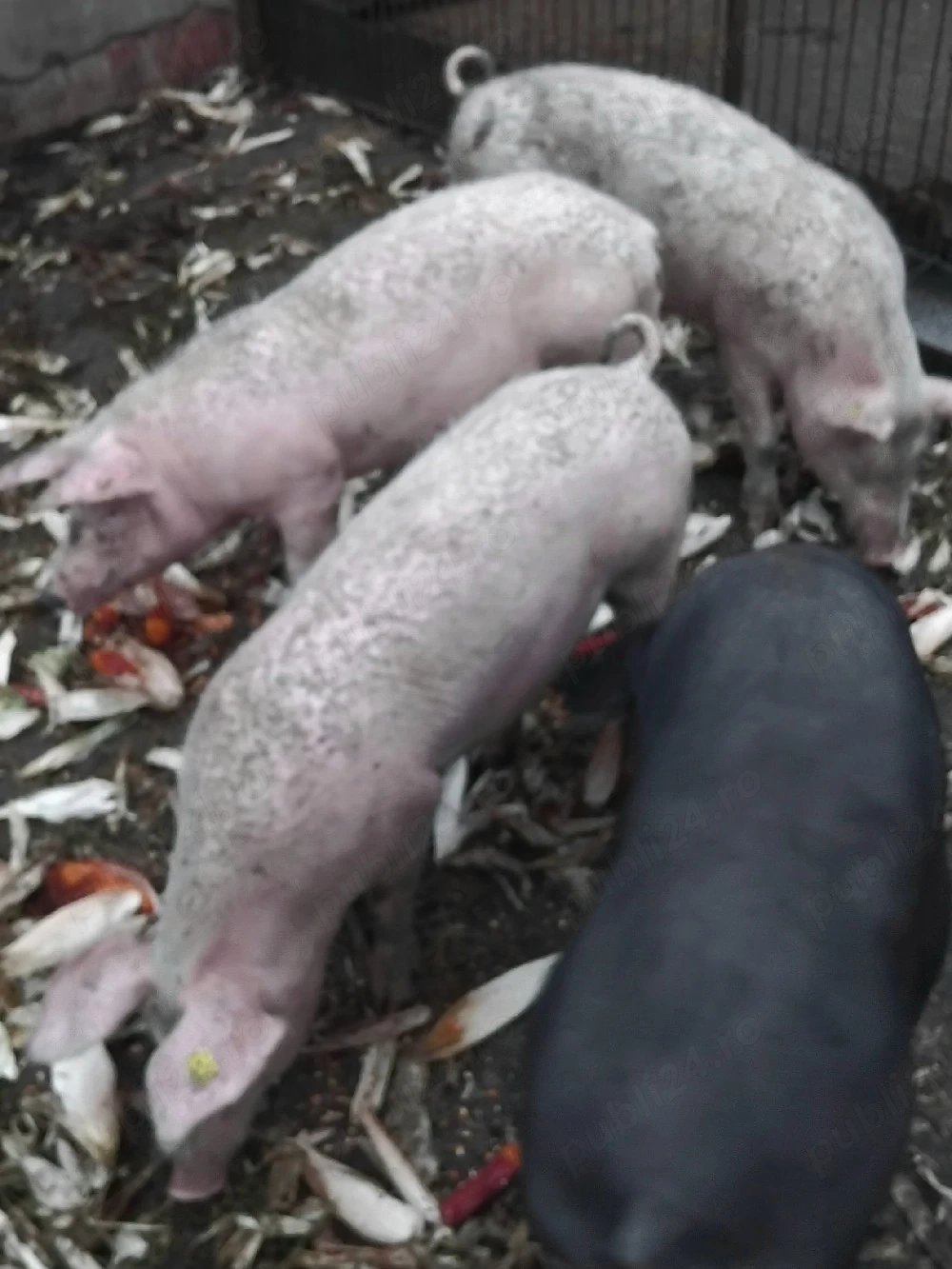 Porci de vânzare 