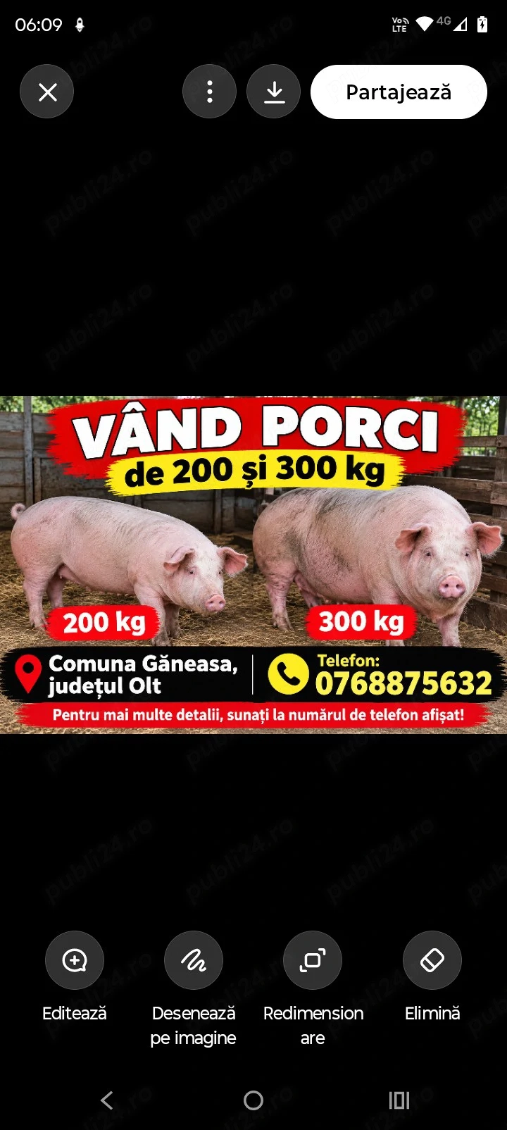 Vând porci mari 