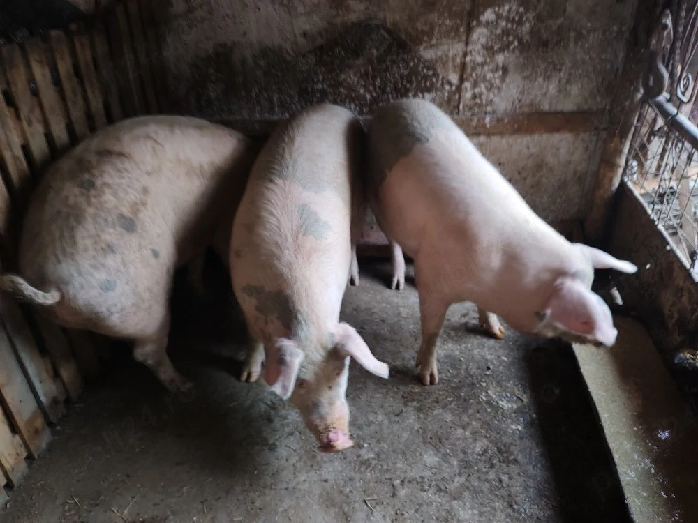 porci de tara 