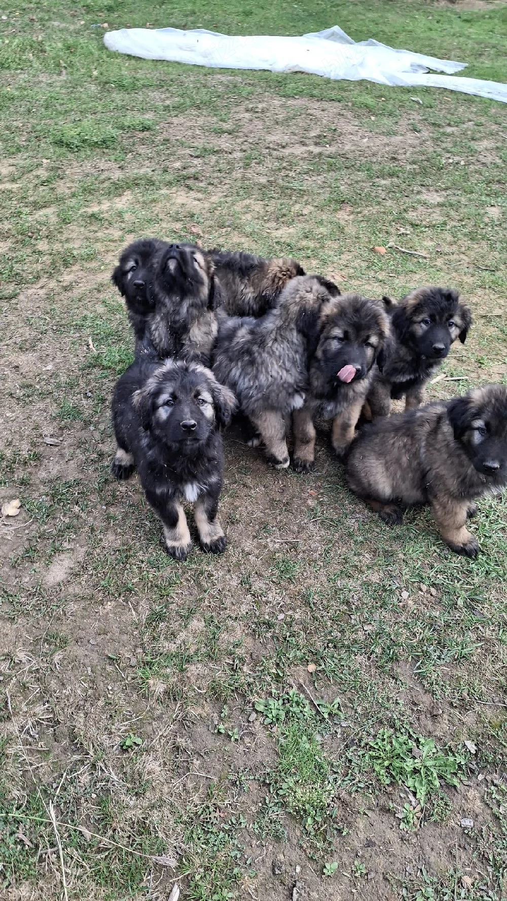 Pui Ciobănesc Caucazian   talie mare, linie de calitate