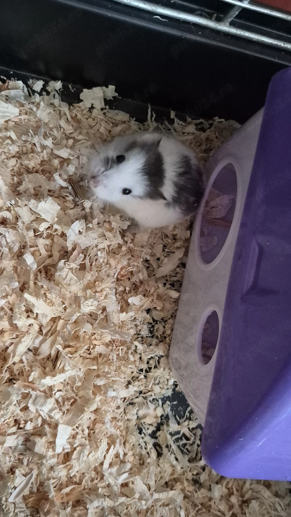 Hamster cu cușcă