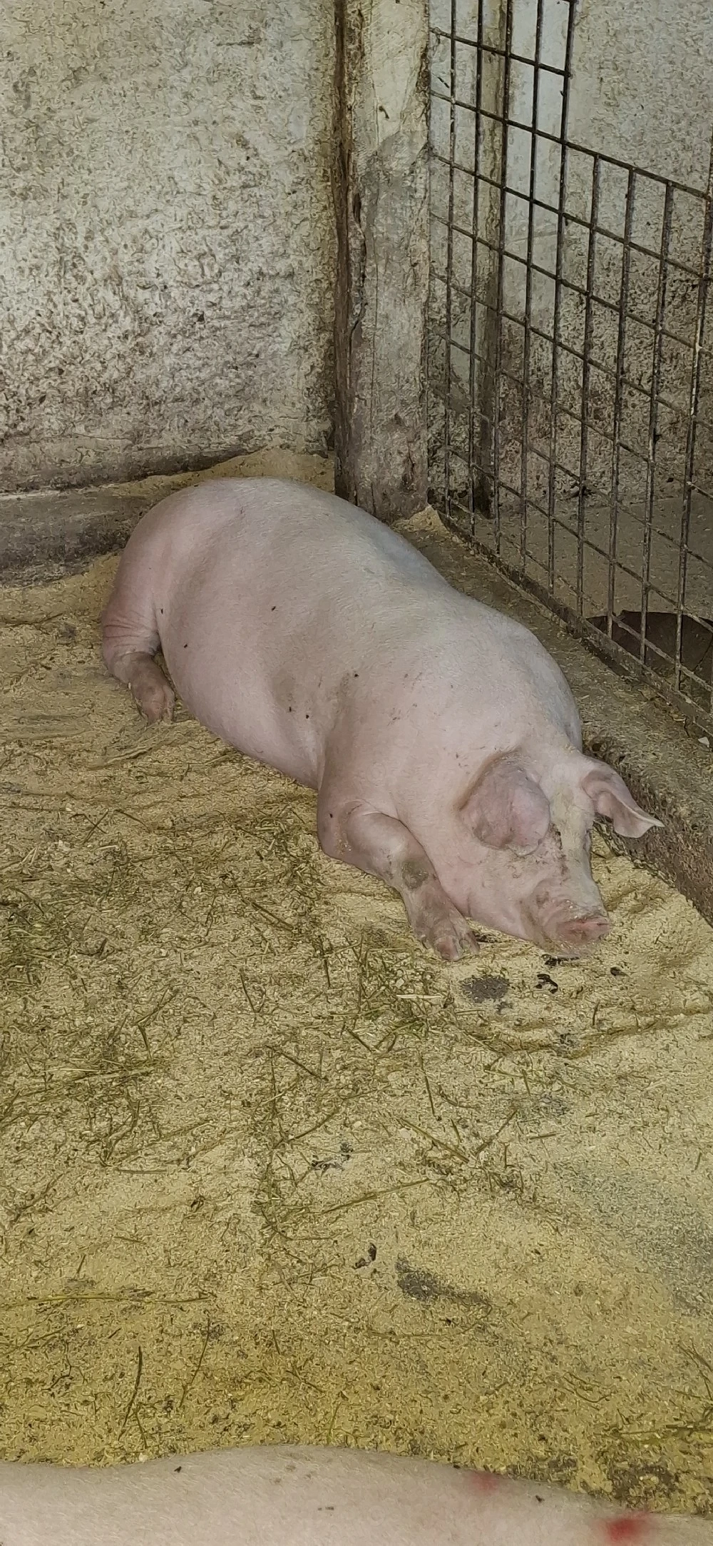 porci crescuti  in gospodărie 
