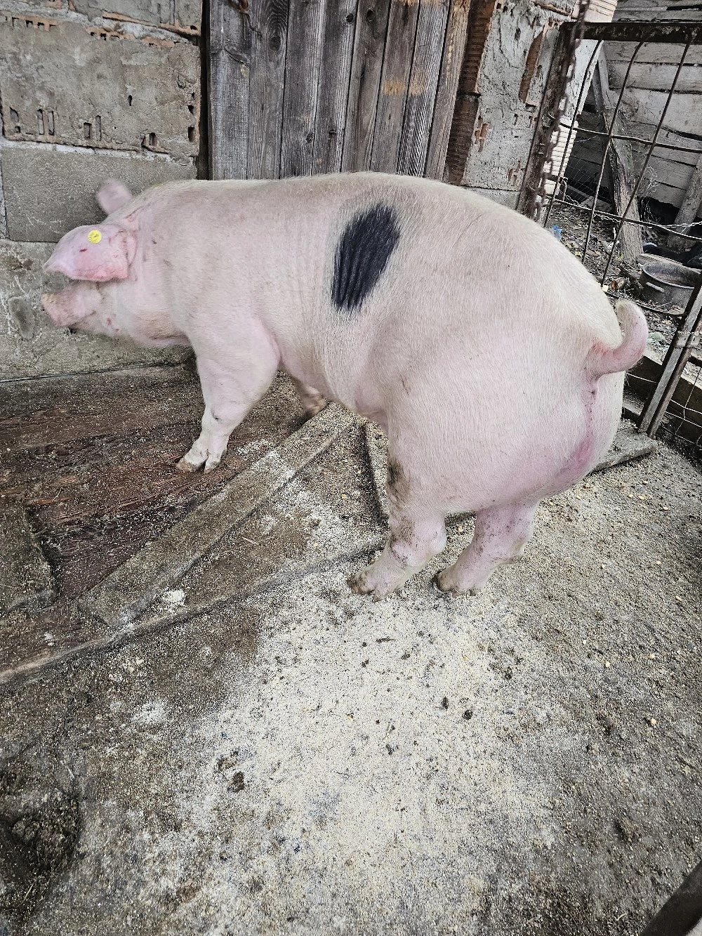 porci de vanzare 