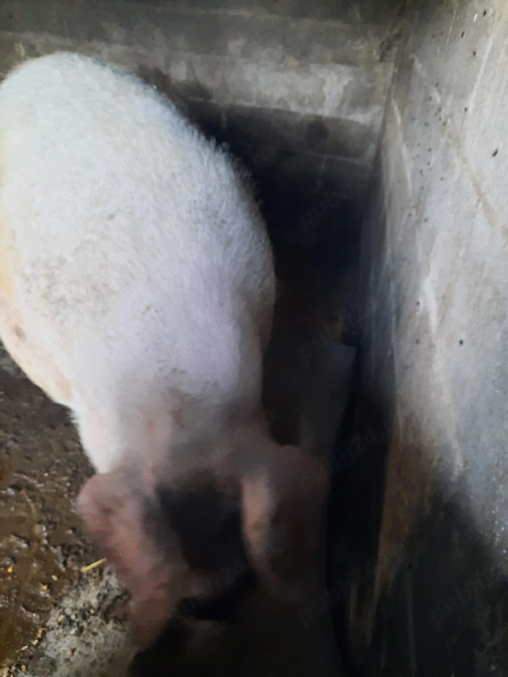 porc peste 500 de kg