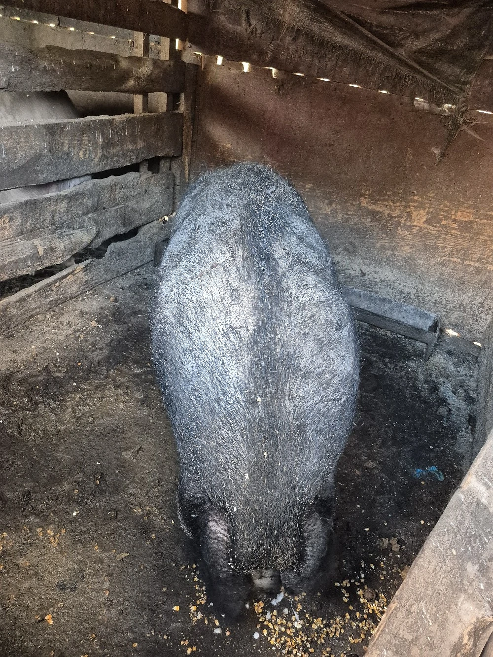 Mangalita de vanzare