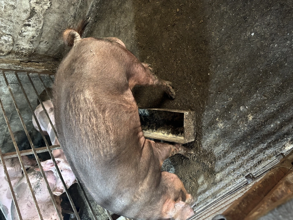 Vier Duroc Comuna Copaceni