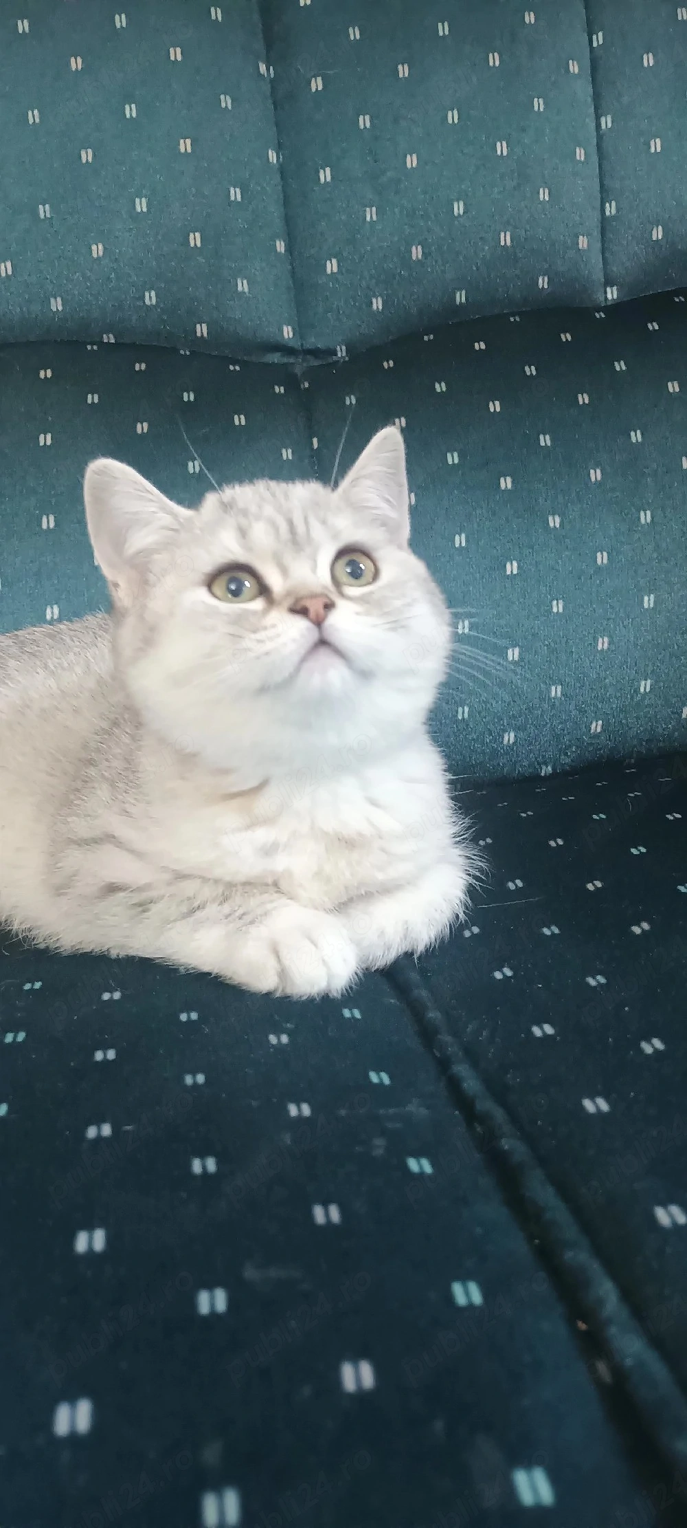Brithish chincilla silver 