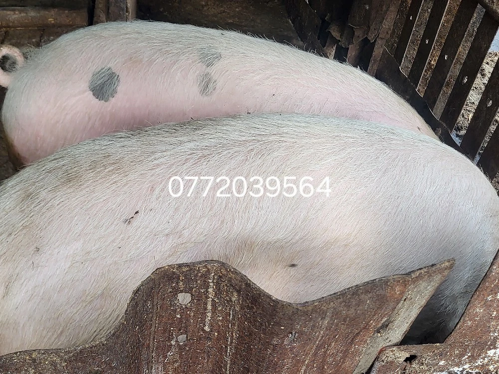  Porci.de . vanzare