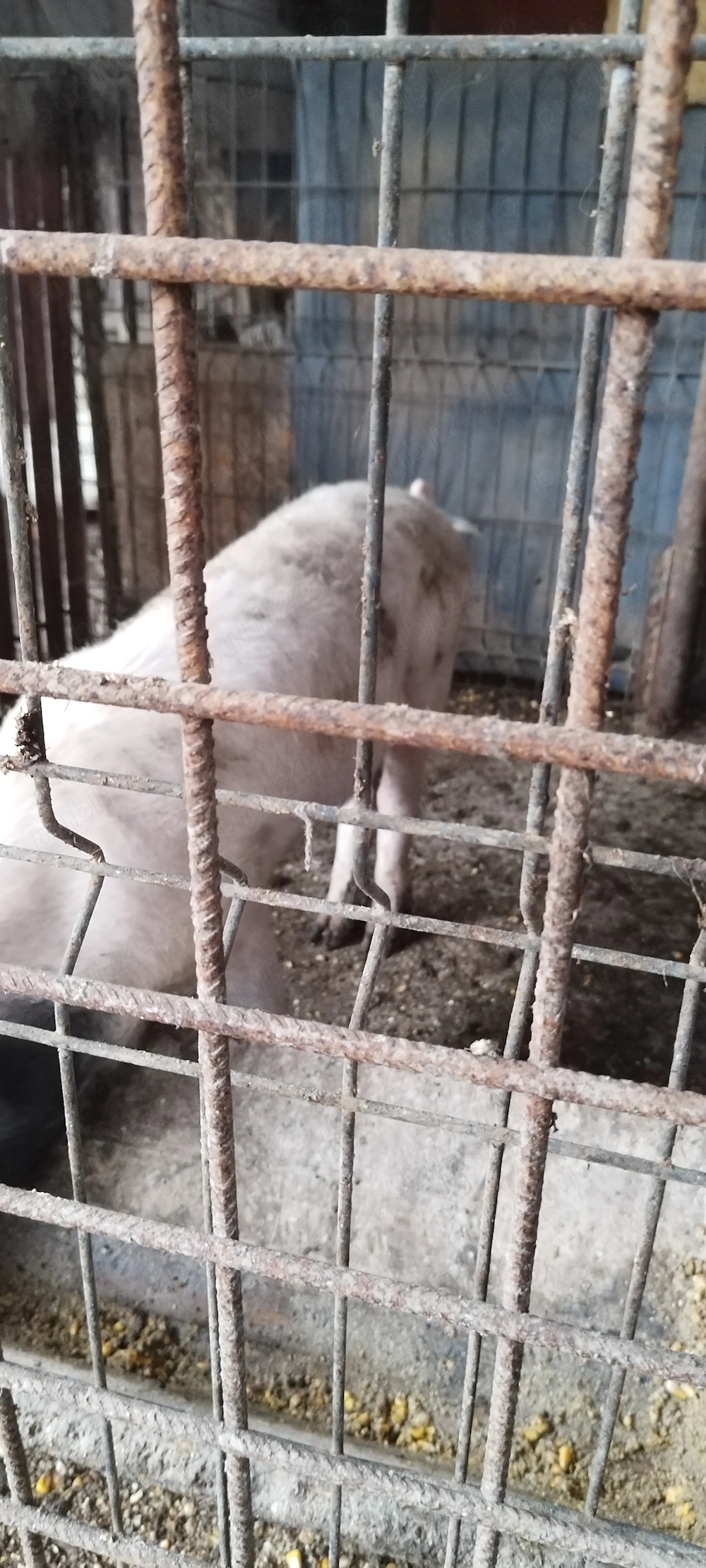 Porci de vanzare.au in jur de 50de kg