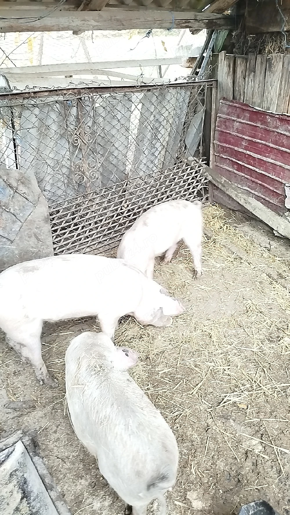 Godini rasă mixta 