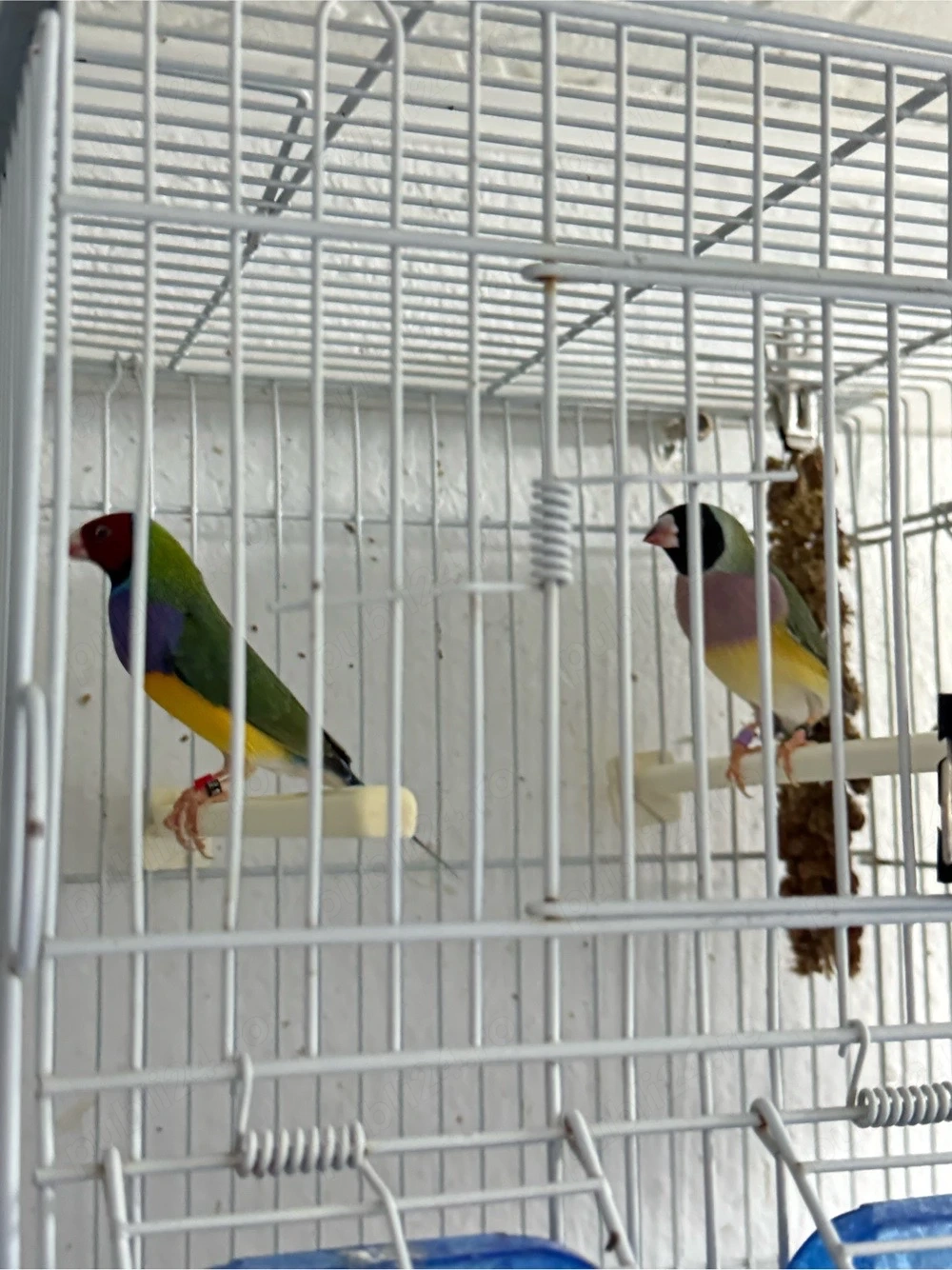 Gould amandin