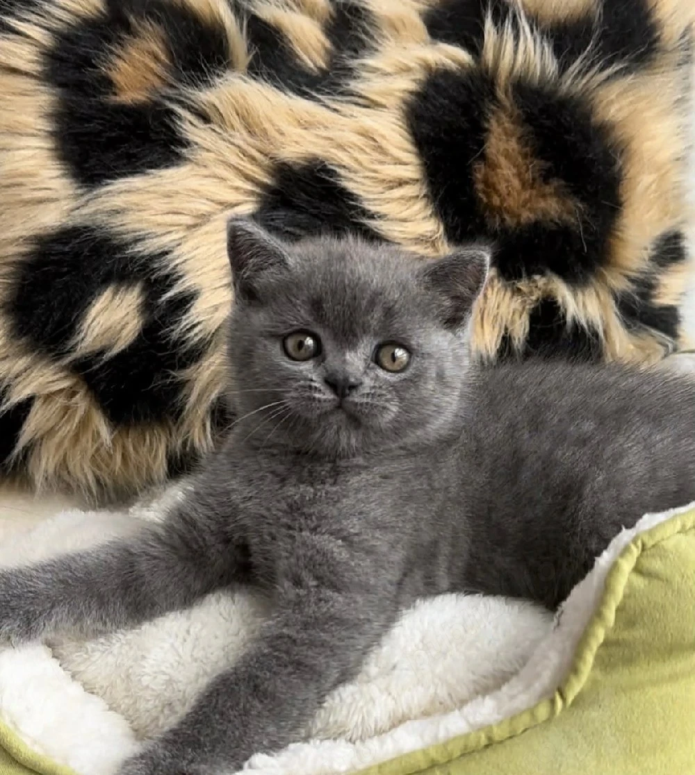 British Shorthair Blue 