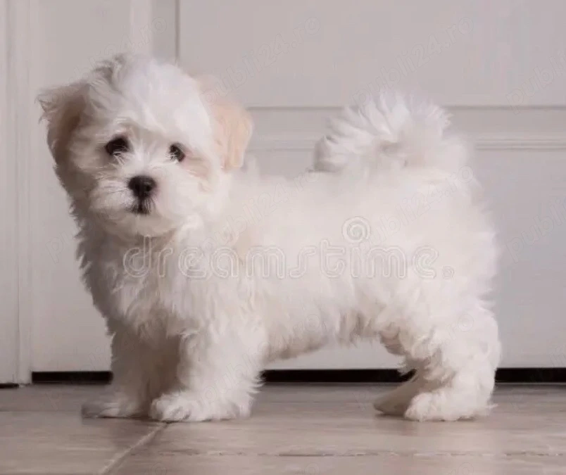 pui shih tzu femela alba 