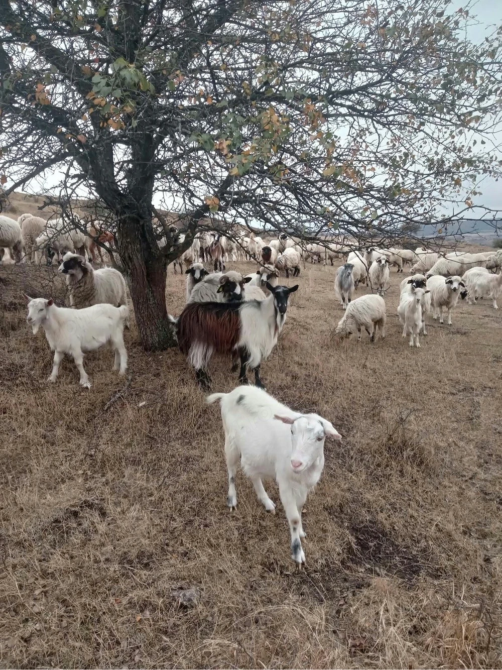 Capra negru maro