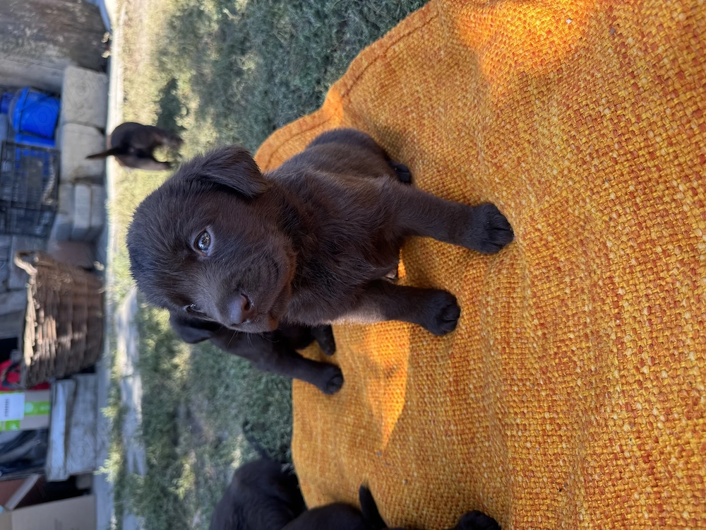 Pui labradori de 7 săptămâni drăgălași 