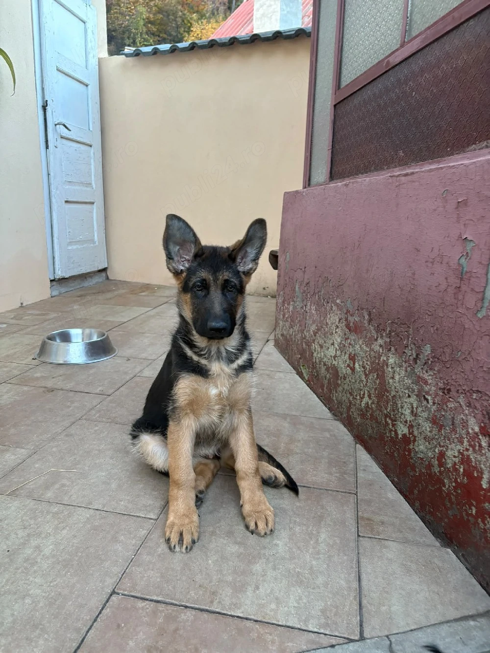 Pui Ciobanesc german