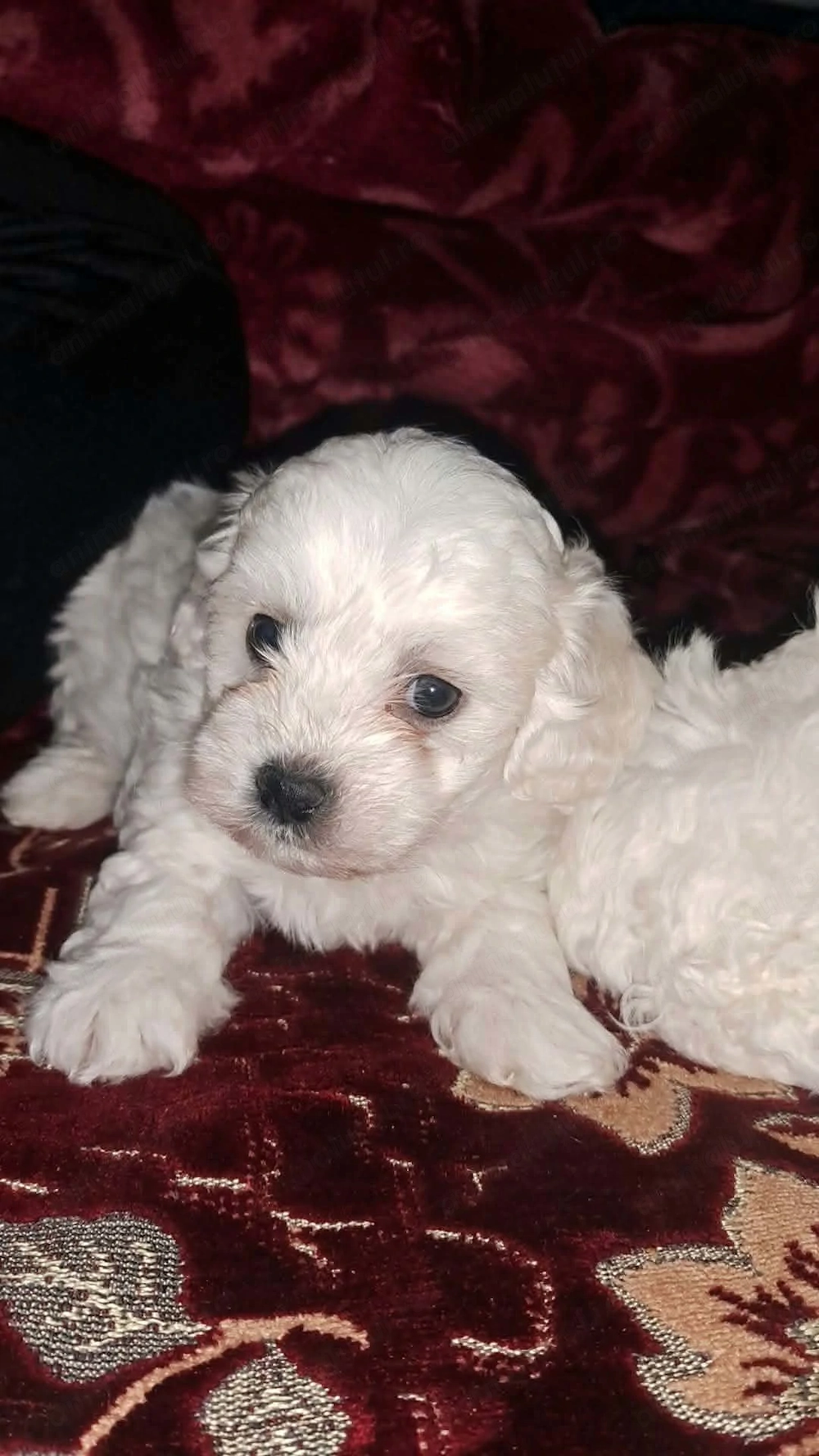 De vânzare pui de bichon maltez 