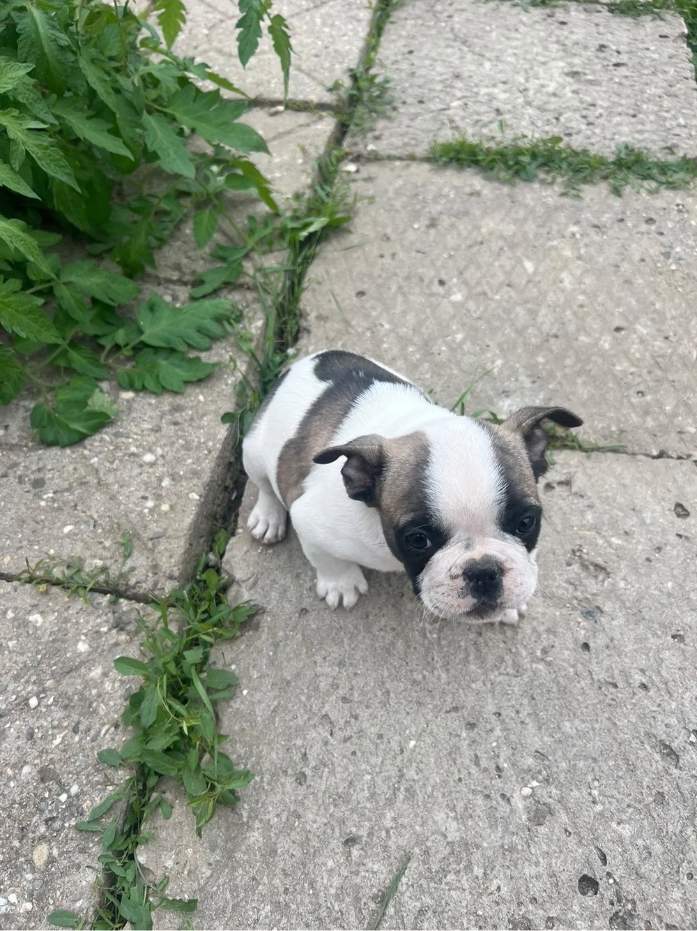 vand french bulldog pe 3000 de lei ambele