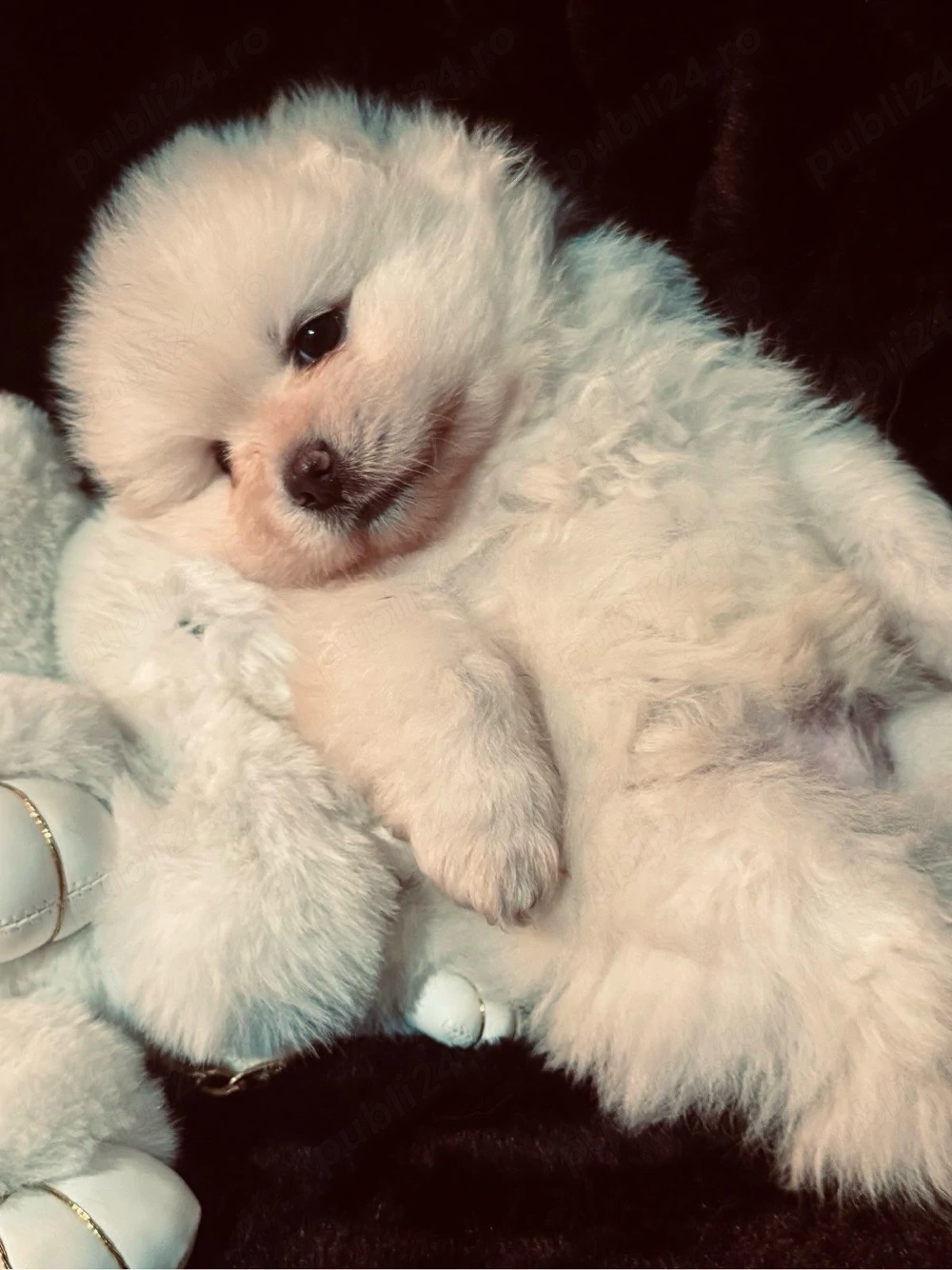 un singur pui pomeranian disponibil