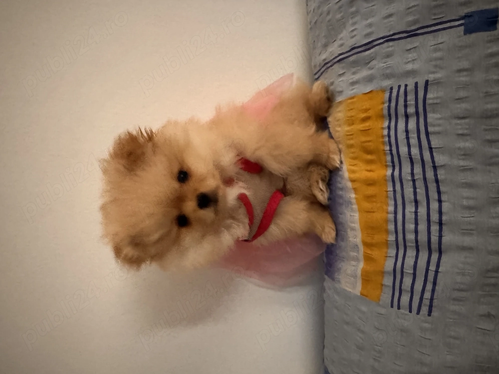 Pomeranieni dulci și pupăcioase.