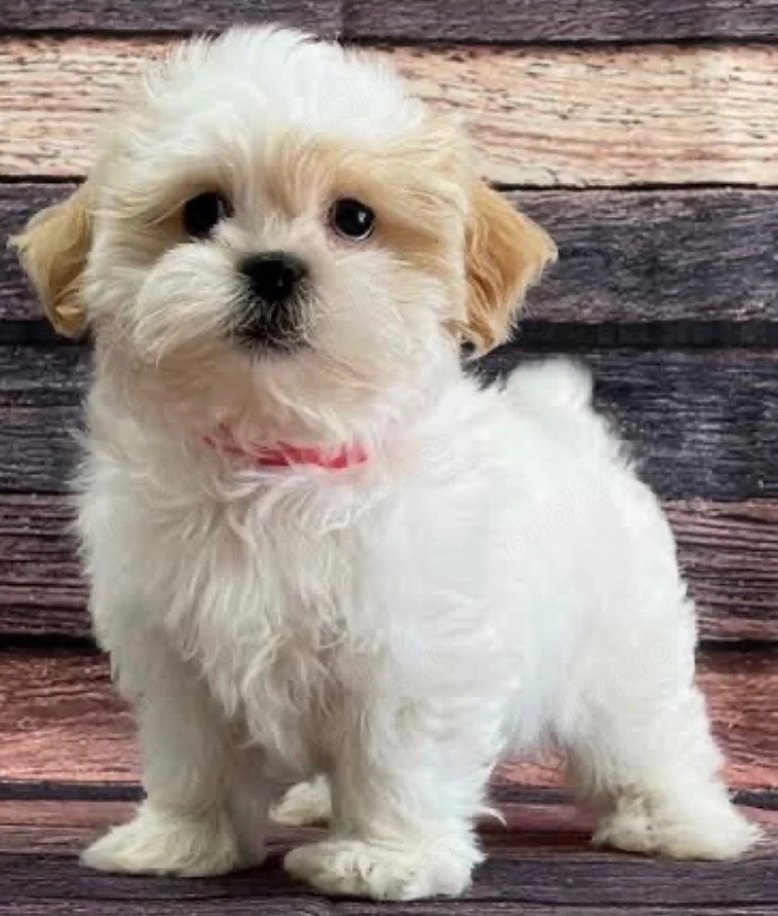 catelusa shihtzu 9 saptamani