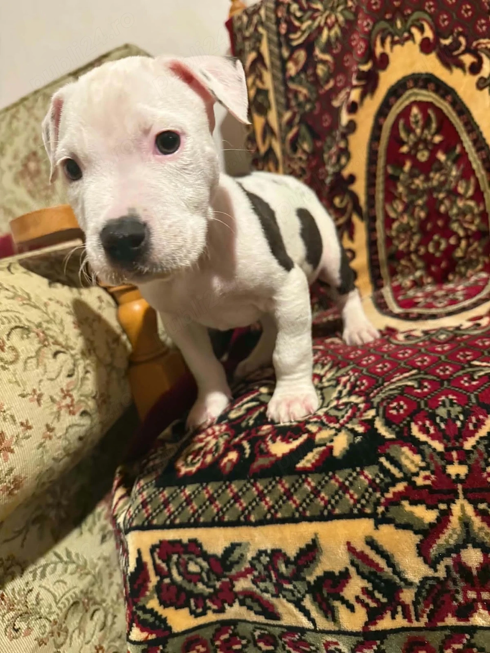  De vânzare 2 cățeluși American Bully   