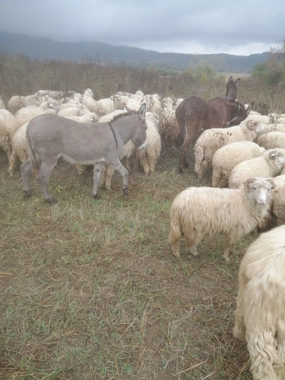 Vând măgar în vârstă de 5 ani.