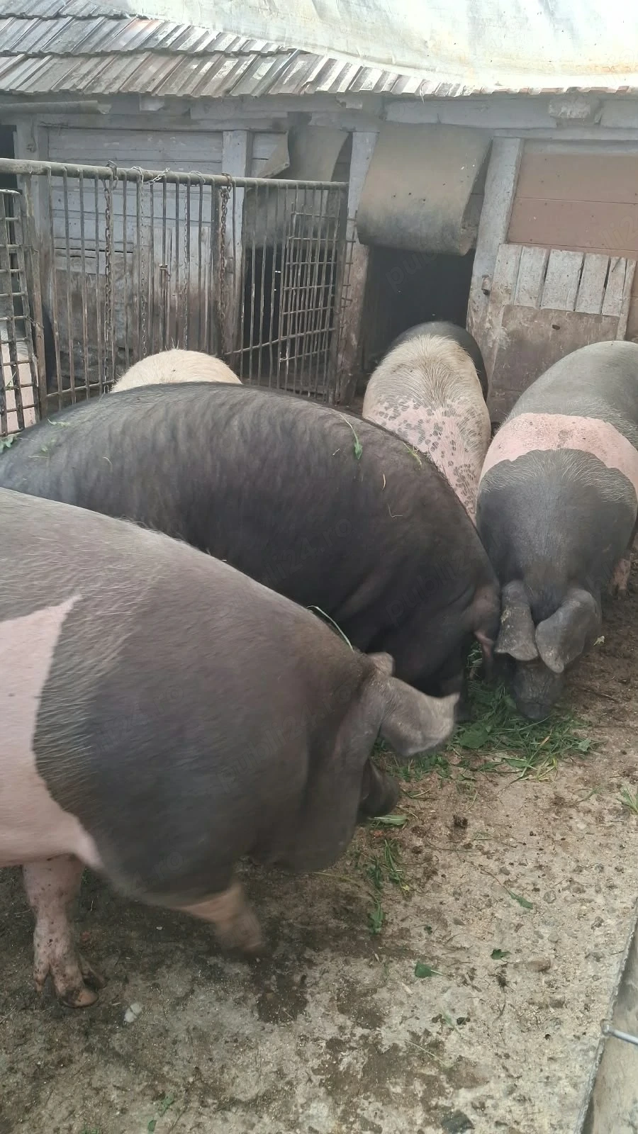 Vand porci