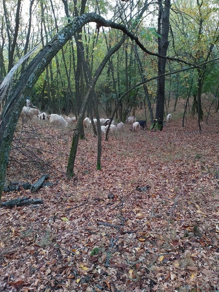 vand capre de lapte si de rasa pentru detalii sunati la  