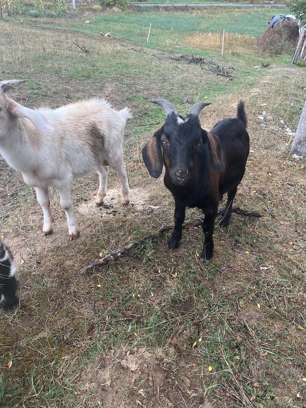 Vând țap din primăvară 