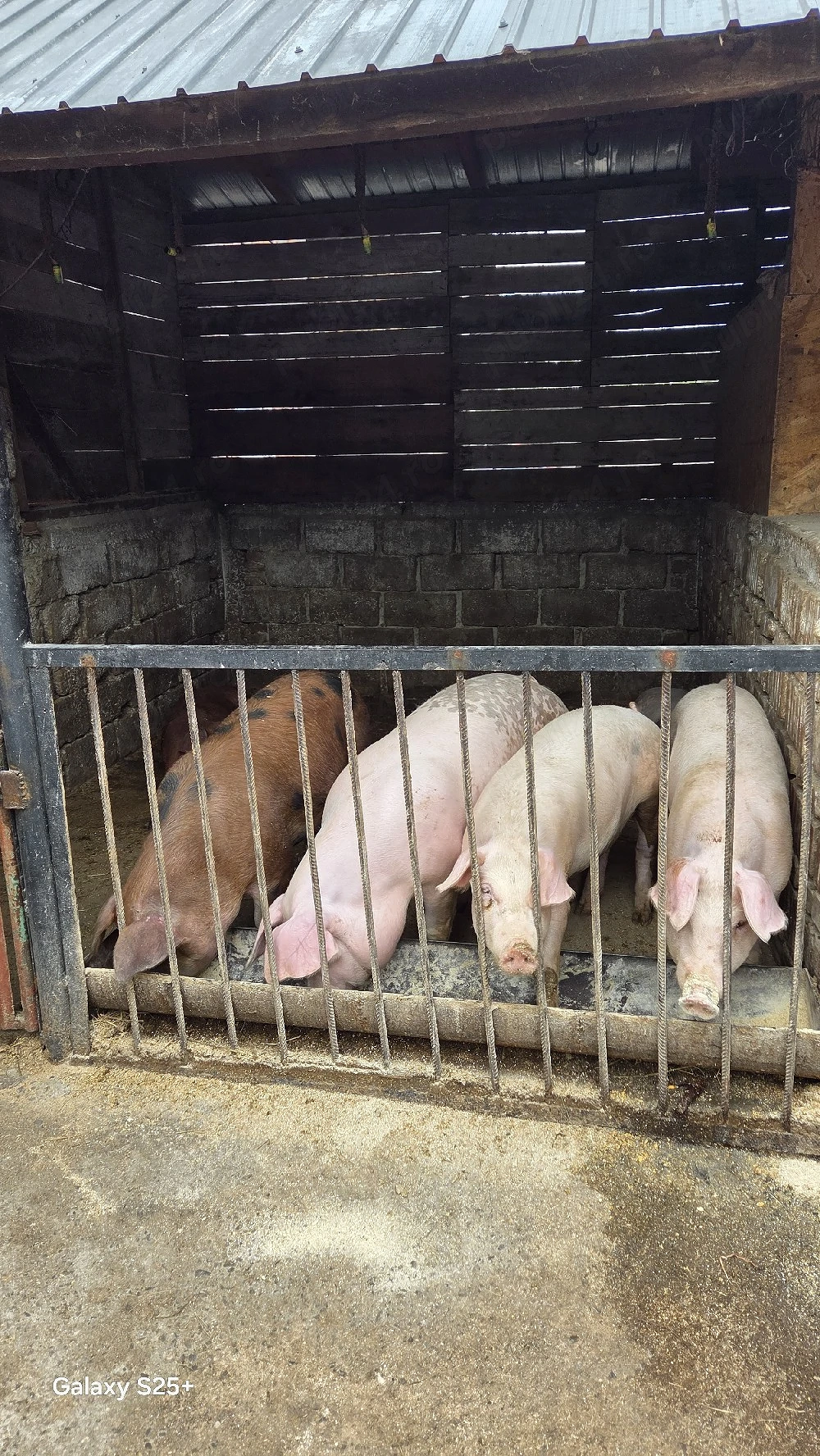 Vand PORCI crescuti in gospodărie, jud. Prahova