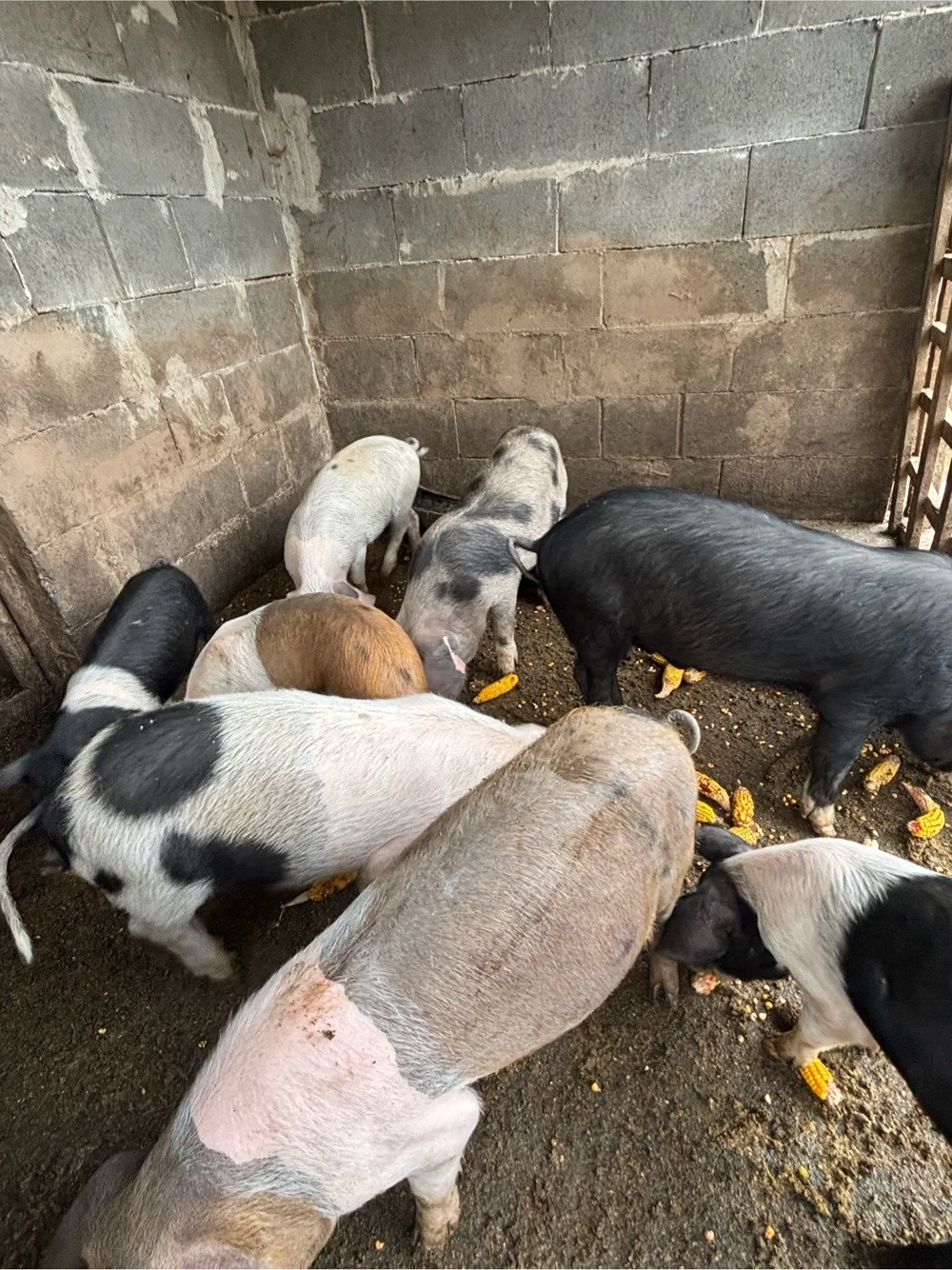 Porci de vanzare 