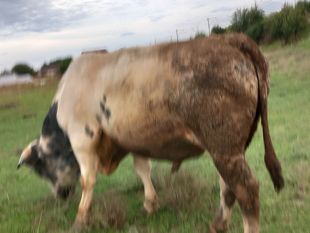 Vind doi tauri albastru