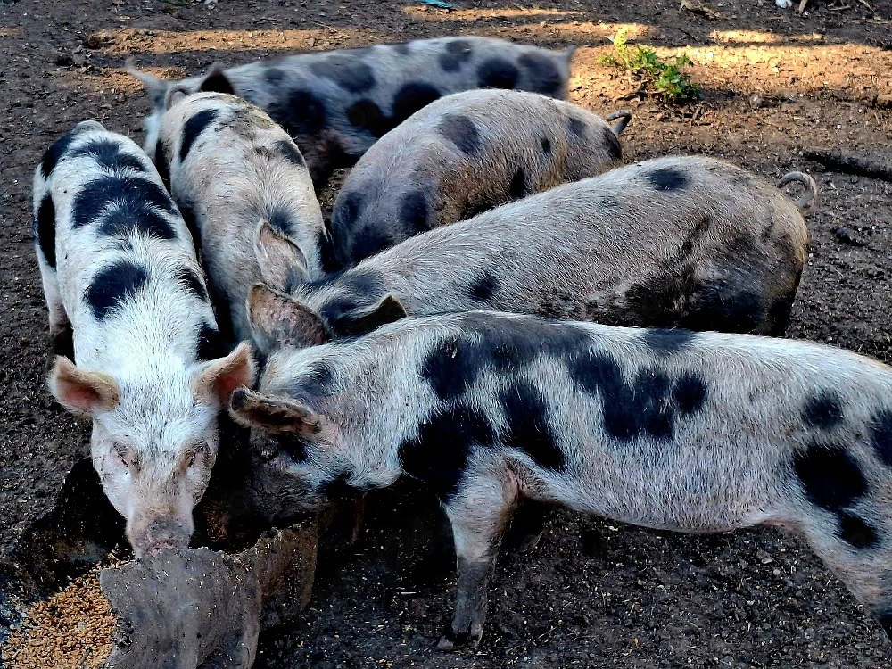 Vând purcei