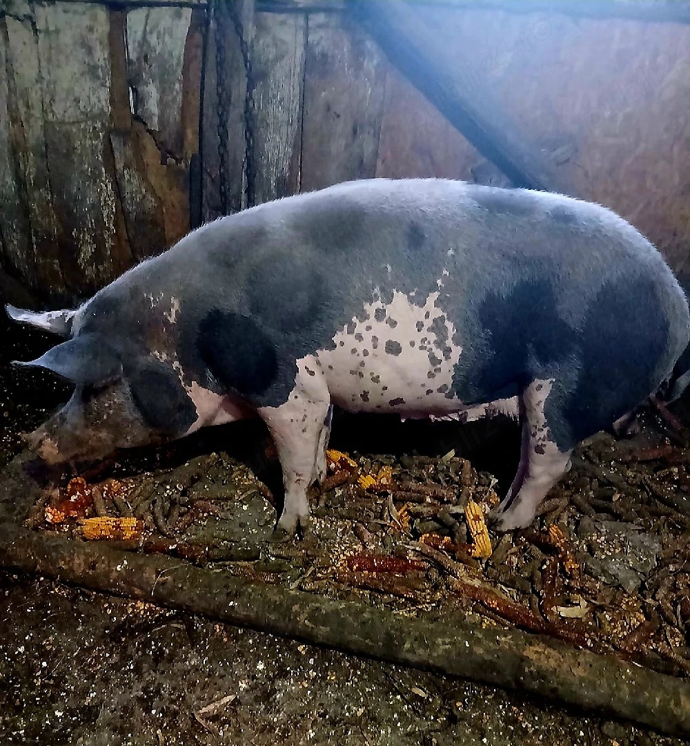 Vând Porci