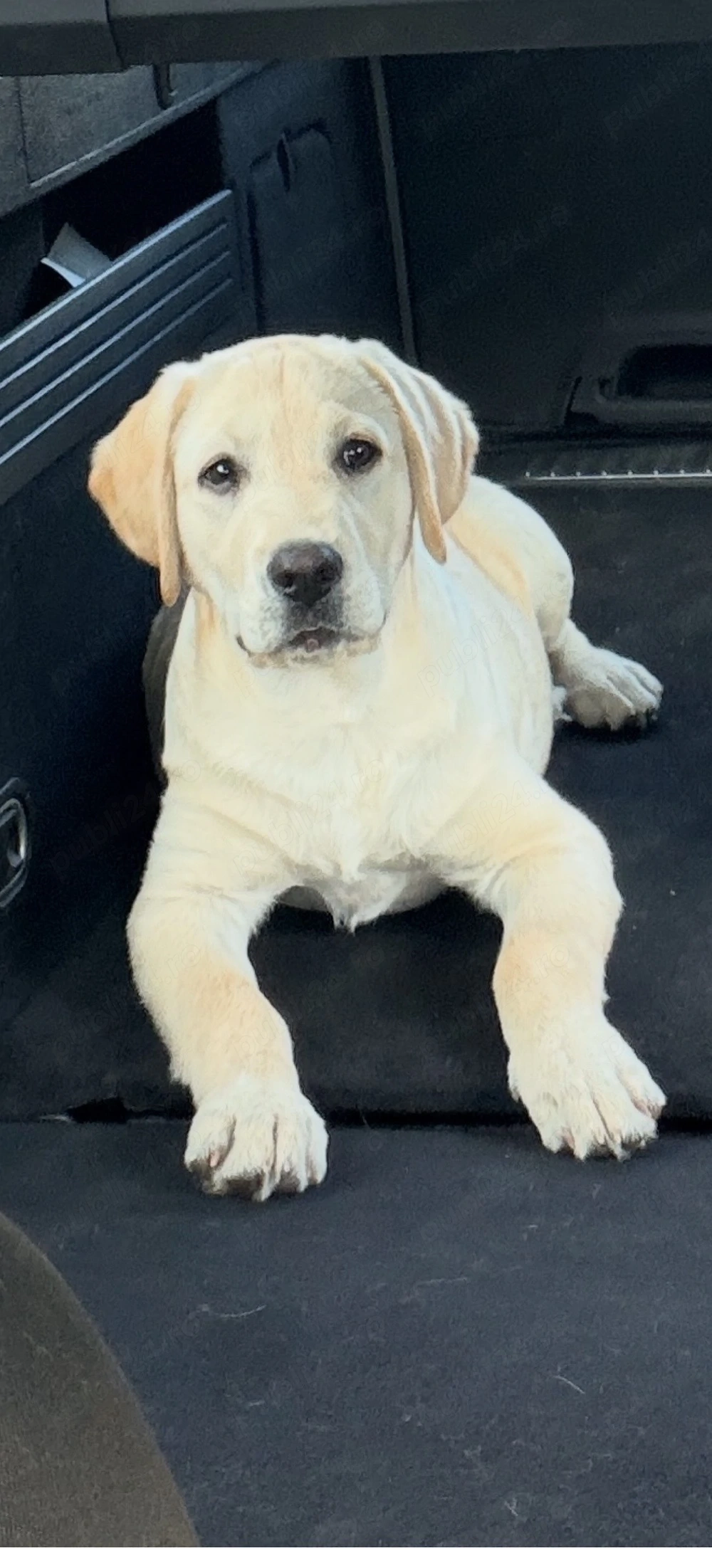 Vând pui Labrador Retriever, mascul, 13 săptămâni