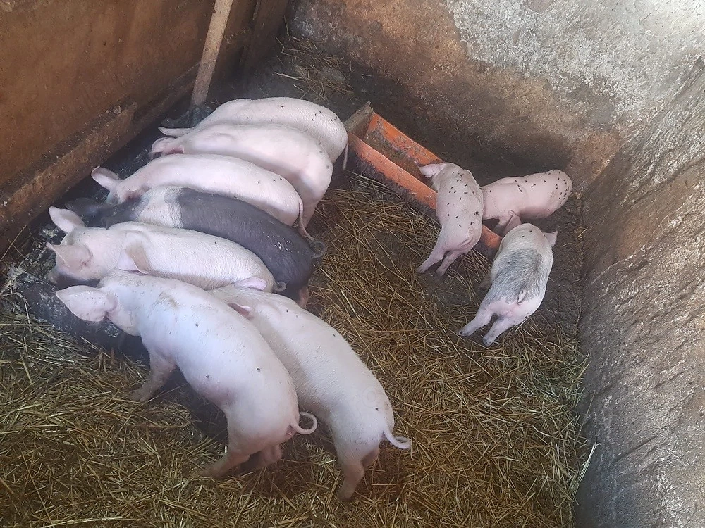 Purcei de vânzare