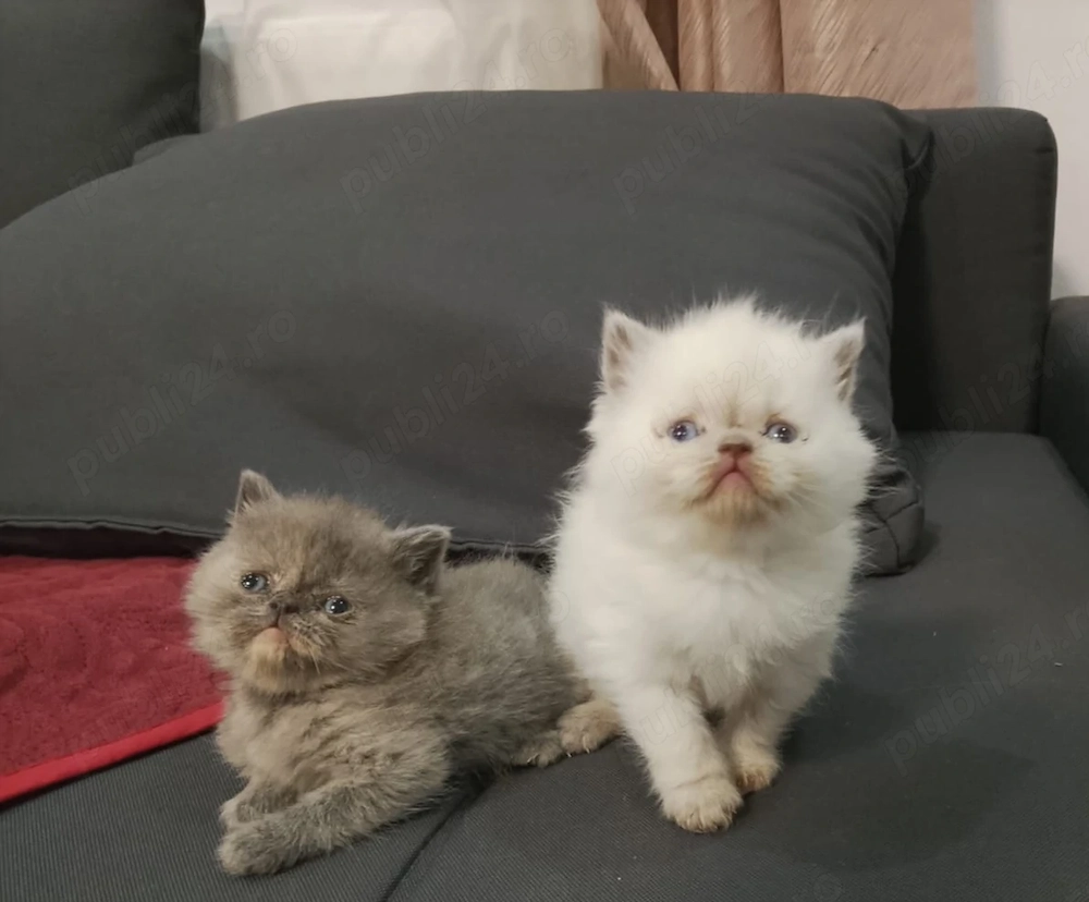 Puisori British shorthair 