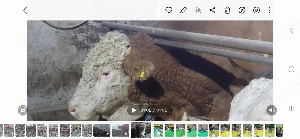 vand taur baltat