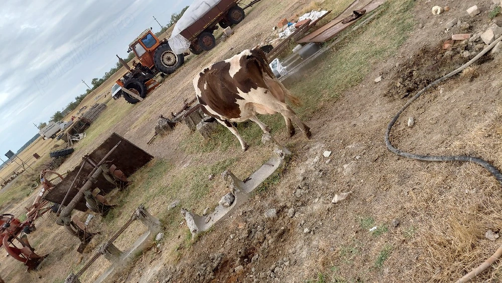 vand  vaca  holstain