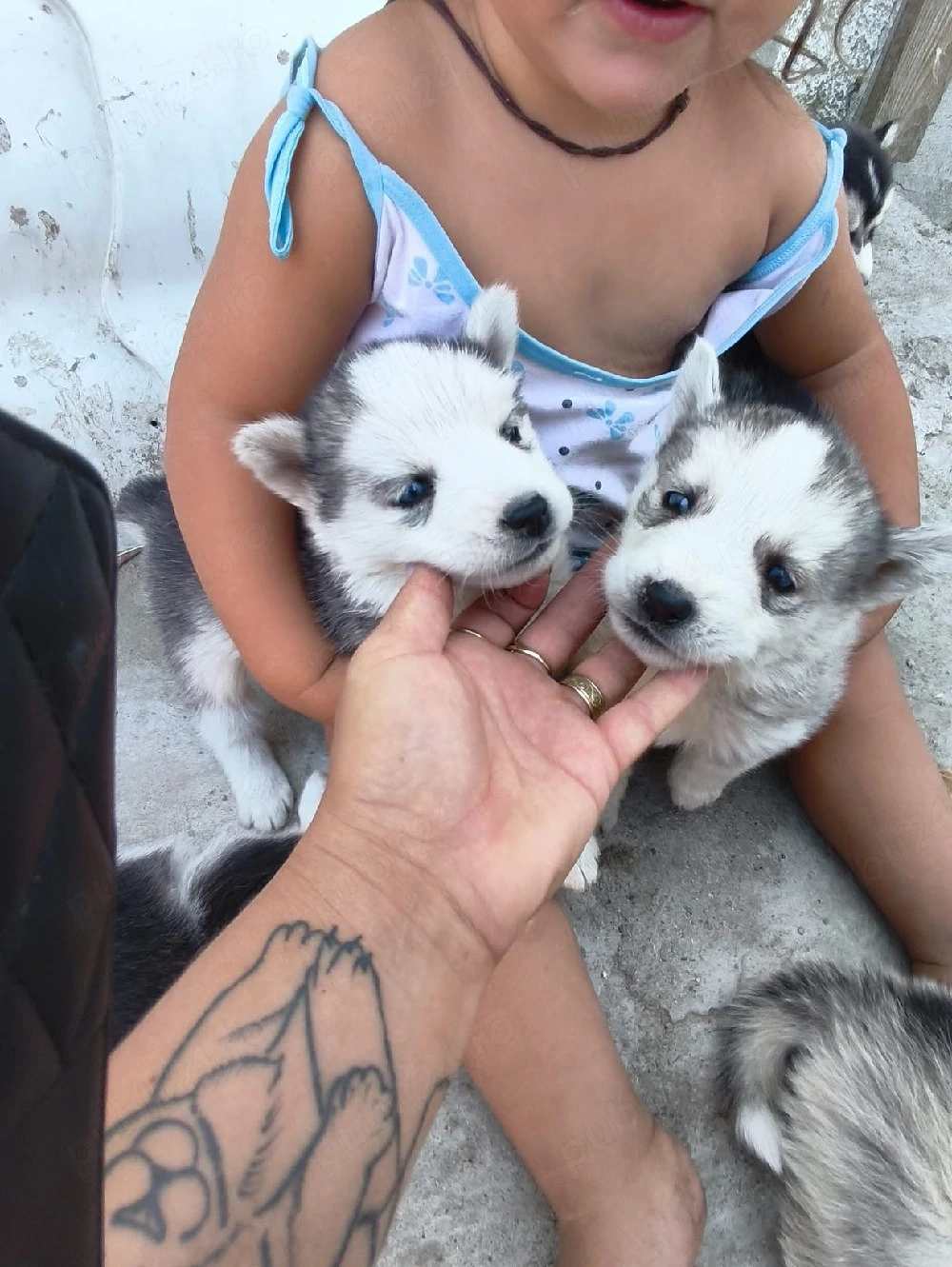 Husky Siberian foarte frumoși 