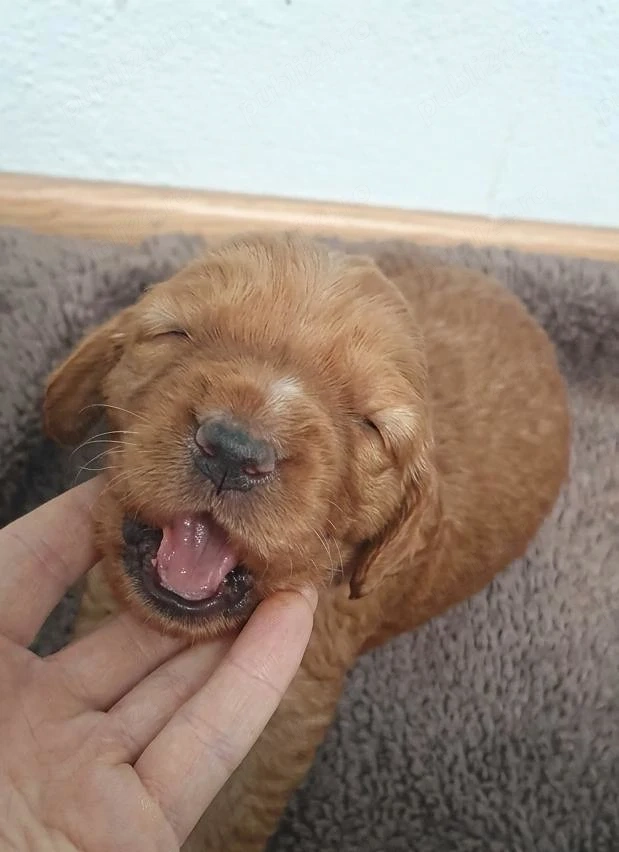 Prenotări la puiuți cocker spaniel auriu