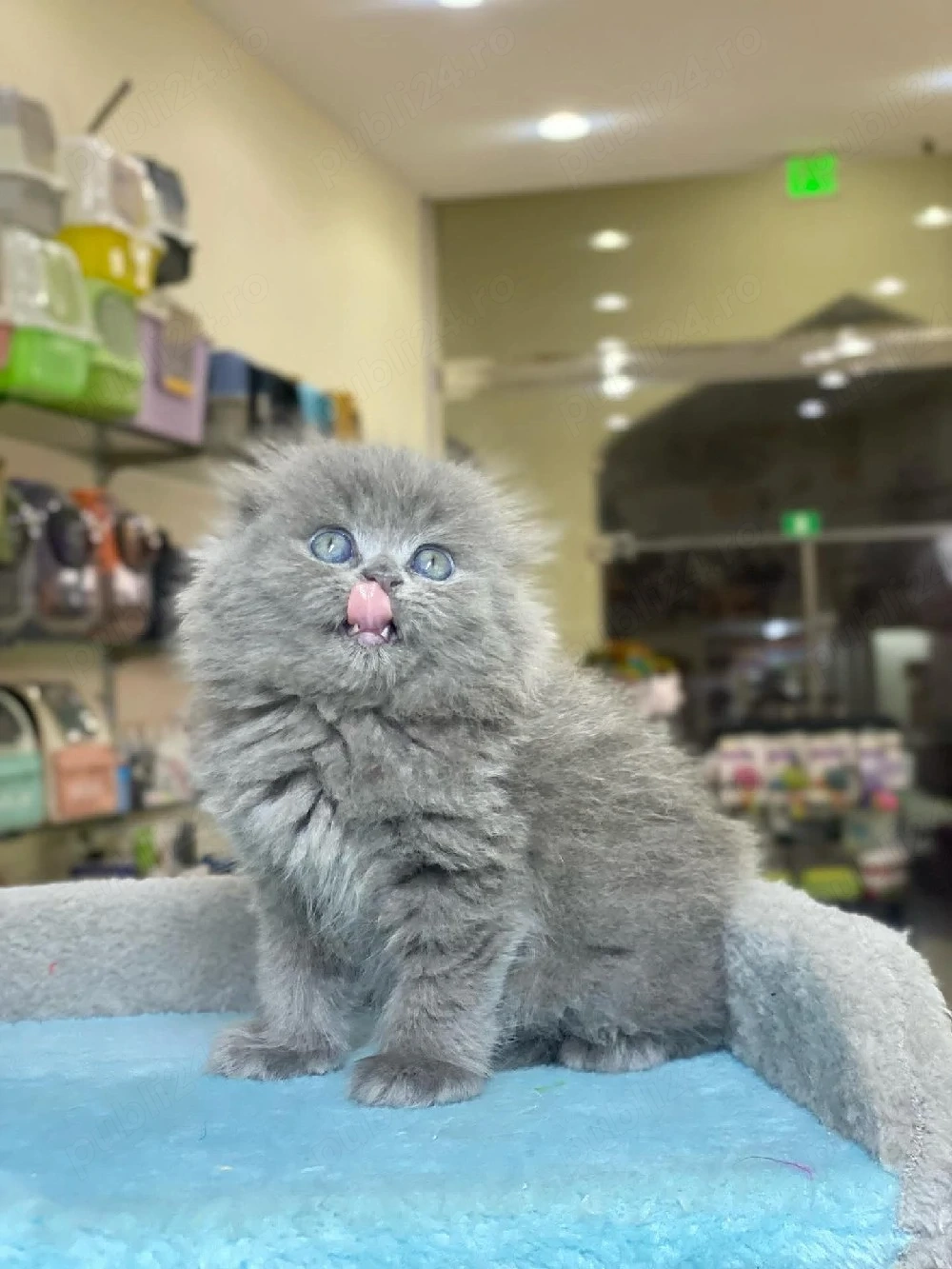 Scottish fold blue de elita