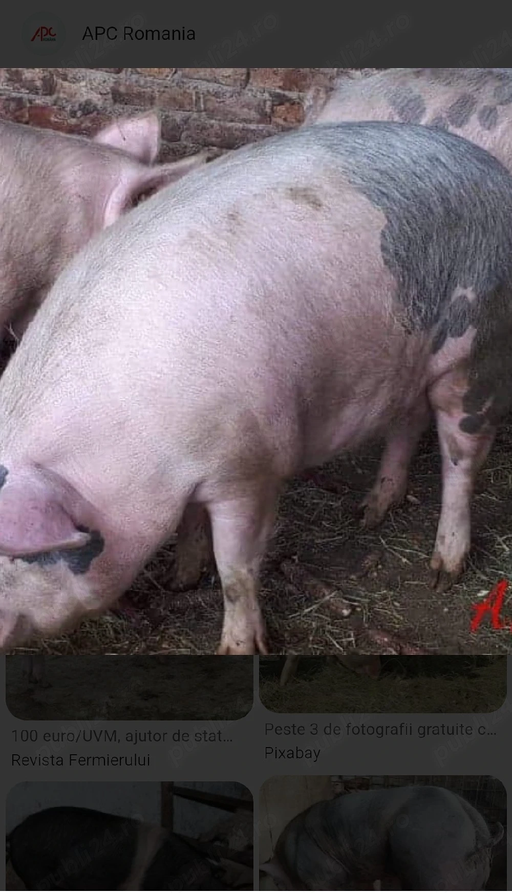 porci 11ron kg
