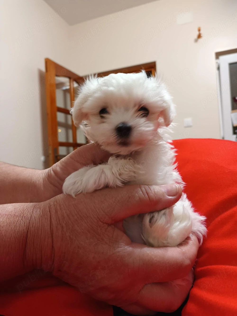 bișon maltez mini-toy
