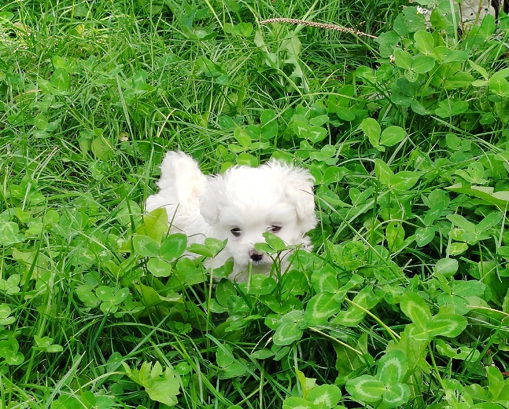 Bichon Maltez talie mică 