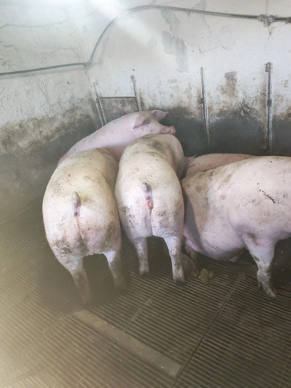 vind porci de carne