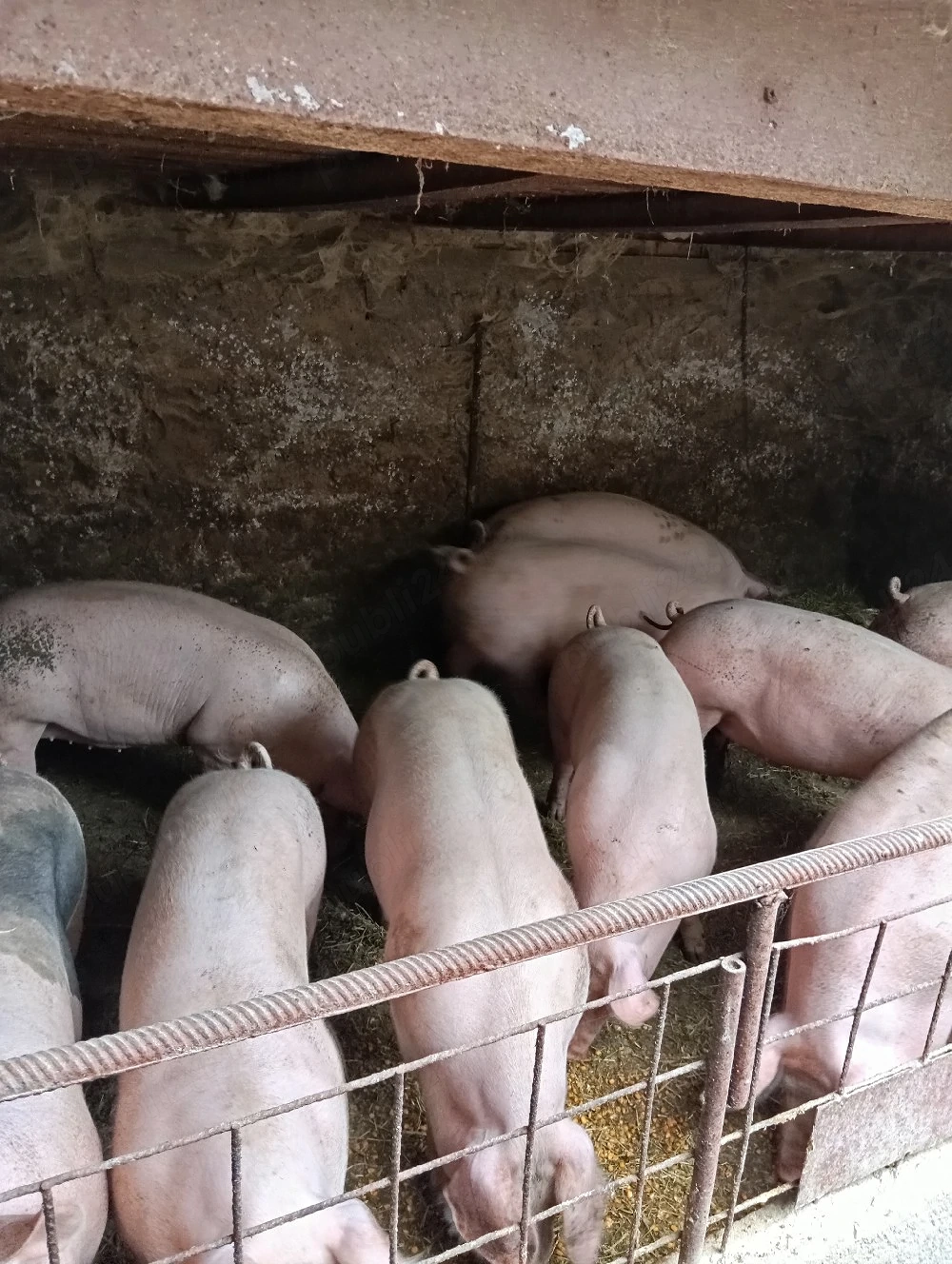 Porcii de vânzare 