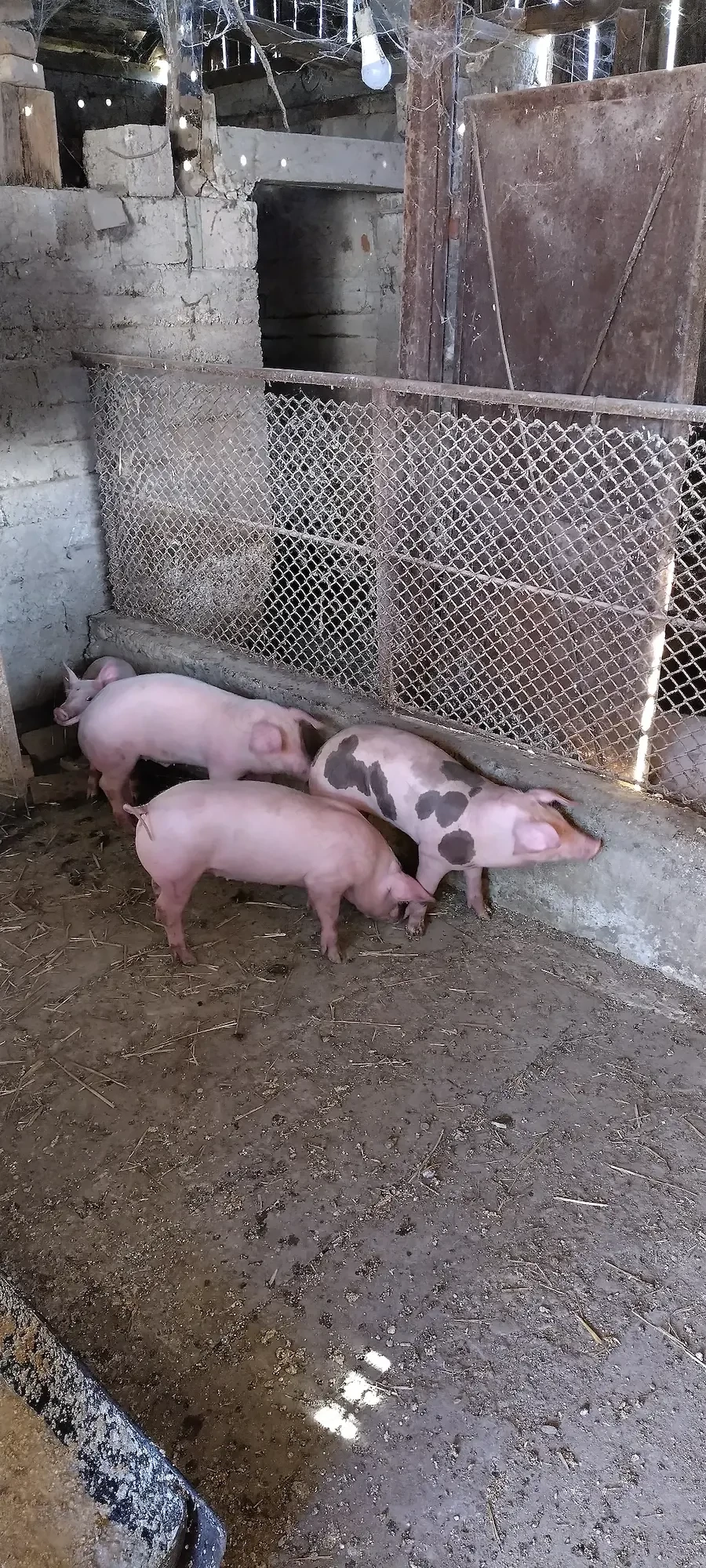 Vând 3 purceluși 
