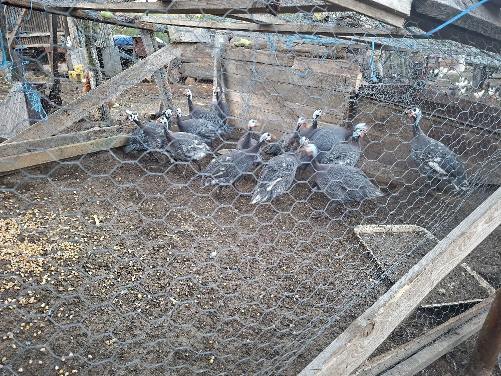 vănd bibilici